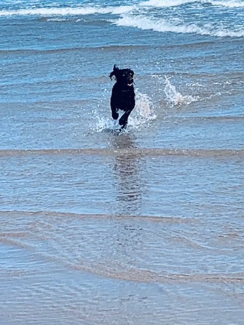 Geordie the dog playing in the sea